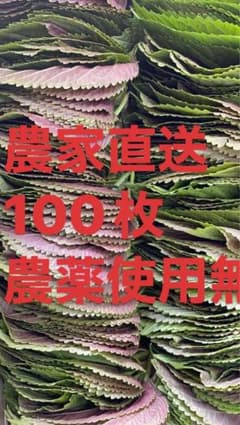 えごまの葉のサムネイル