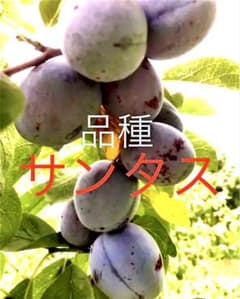 信州長野県産　品種サンタス　1Kg 生プルーン　採りたてを発送致します 信州長野県産 品種サンタス 1Kg 生プルーン 採りたてを発送致します