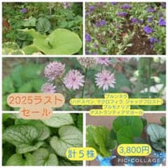 今季ラストお得セール！５種ブルンネラ３種、プルモナリア、アストランティアのサムネイル