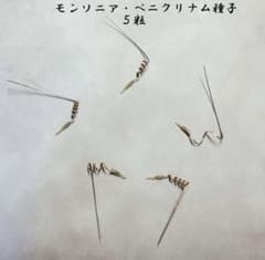 モンソニア　ペニクリナム　種子5粒のサムネイル