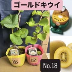 ゴールドキウイ　雄雌セット　No.18のサムネイル