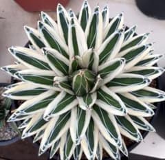 m97674401124_1.jpg?1784724768