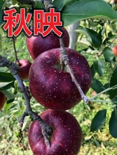 秋映 訳あり 4kg 長野産のサムネイル