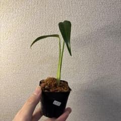 ぜ*ん様 モンステラ バールマルクスフレーム - メルカリ