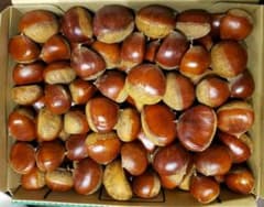 栗　熊本県産　無農薬のサムネイル