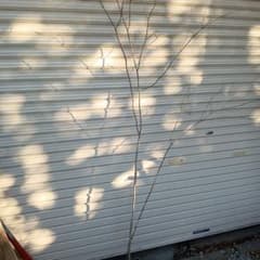 シラキ　アオダモ　混合株　山採り シラキ アオダモ 混合株 山採り - メルカリ