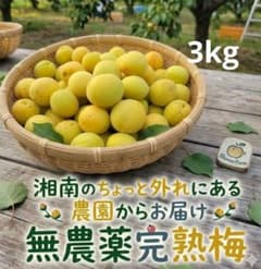 ① 梅 完熟梅 3kg 訳あり無農薬のサムネイル