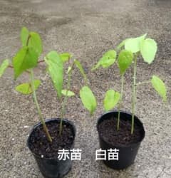 モミジアオイ赤白苗各2苗のサムネイル