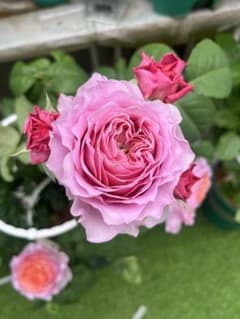 バラ苗(17）四季咲き 超強健 レア 切花 長花持ち - メルカリ