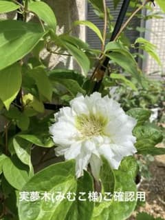 実夢木(みむこ)様ご確認用のサムネイル