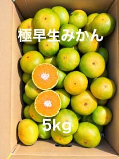 極早生みかん　箱込み5キロ　大小有りのサムネイル