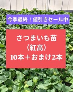 さつまいも苗（紅高）10本＋おまけ2本のサムネイル