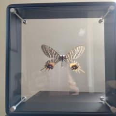 シボリアゲハの標本・ドイツ箱入り - メルカリ