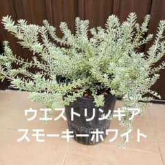 ウエストリンギア スモーキーホワイト 7号ポット苗 斑入り 植栽 ドライ