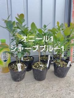 ブルーベリー苗3.5号ポット2本セット - メルカリ