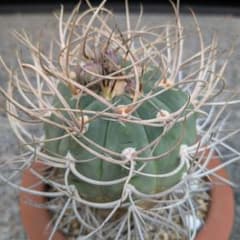 古木実生】光琳玉ギムノカリキウムサボテン抜き苗発送ヴィンテージ