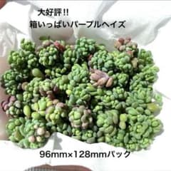 多肉植物　大人気品種　パープルヘイズ　大好評　箱いっぱい　セダムのサムネイル