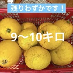 鹿児島県産　ボンタン　文旦　9〜10キロのサムネイル