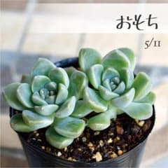 多肉植物【おもち】つぶつぶ屋さん ポットごと or 抜き苗 6㎝ポット