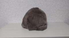 ミュールバウアーのサムネイル