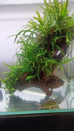 ミクロソリウム サラワクカピットウエスト 流木2本 - メルカリ