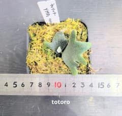 ビカクシダ、ウィリンキー YMDS totoro苗① - メルカリ