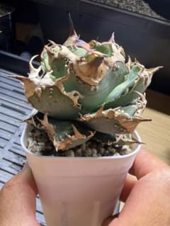 特撰】アガベチタノタ 疣猪①ブツブツ 検）麻花 金蝉 蚩尤 実生