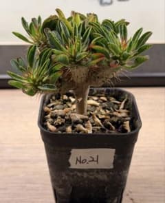 ユーフォルビア ギラウミニアナ 実生 分頭 株 管理NO:21 - メルカリ