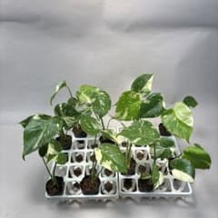 10株セットms69【特別選抜】モンステラ・タイコンステレーション