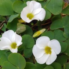 オキザリス苗(白)花芽つきのサムネイル