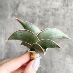 S16770☆オークション販売☆ サンスベリア ロリダ 極上美株！ - メルカリ