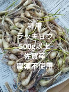 ラッキョウ 種用 500g以上 ネコポス 佐賀産 農薬不使用のサムネイル