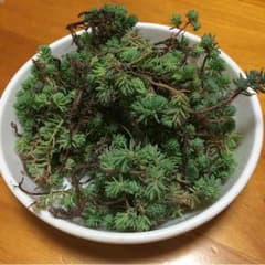 多肉植物のサムネイル