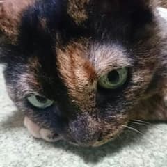 0726様専用資生堂  スポッツカバーファンデーションのサムネイル