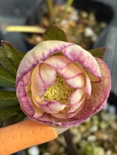 シャーウッド バラ苗 くすみカラー 6号鉢 強健 | Shop at Mercari from