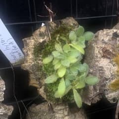 着生ラン: Trichotosia dasyphyllaのサムネイル