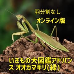 新品 いきもの大図鑑 アドバンス オオカマキリ (緑) オンライン版