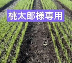 10月未発送でネオアース100本　ソニック100本　赤玉ねぎ50本　OP黄50本のサムネイル