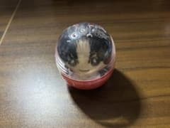 かぷっこふれんず JO1 豆原一成のサムネイル