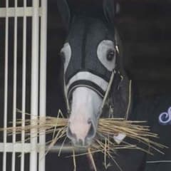 aki様専用オルフェーヴル ディープ クリアファイル 競馬のサムネイル