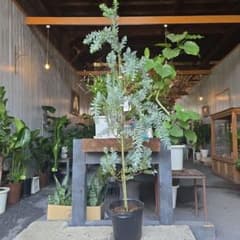 ② アカシア ブルーブッシュ 8号特大苗木最高等級極上品‼️ - メルカリ