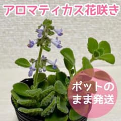 アロマティカス 花咲き ポットのまま発送 - メルカリ
