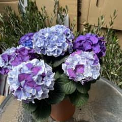 売り尽くし 紫陽花 アジサイ ホットチボリマーブル ブルー 5号 現物