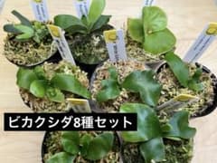 ビカクシダ アソートセット 8株 胞子培養 トトロ含む - メルカリ