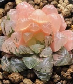 多肉植物 ハオルチア 藤乙オブツーサ錦 陰陽錦 鮮明錦 超美品 - メルカリ