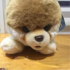 ポメラニアンのぬいぐるみのサムネイル