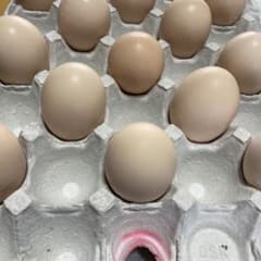 ふたご卵50個※のサムネイル
