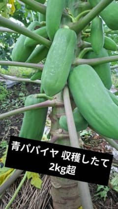 青パパイヤ 収穫したて 2kg超 - メルカリ