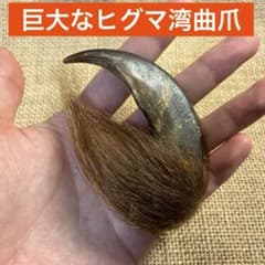 [色レア？] 羆 熊の爪 bigサイズ 7、8cm 色レア？] 羆 熊の爪 bigサイズ 7、8cm