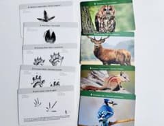 野生動物 足跡 学習カードセットのサムネイル